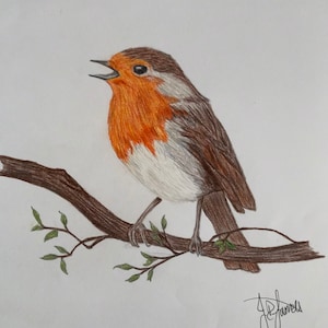 Singing Robin coloured water pencil drawing A4 print