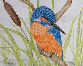 Kingfisher coloured water pencil drawing A4 print