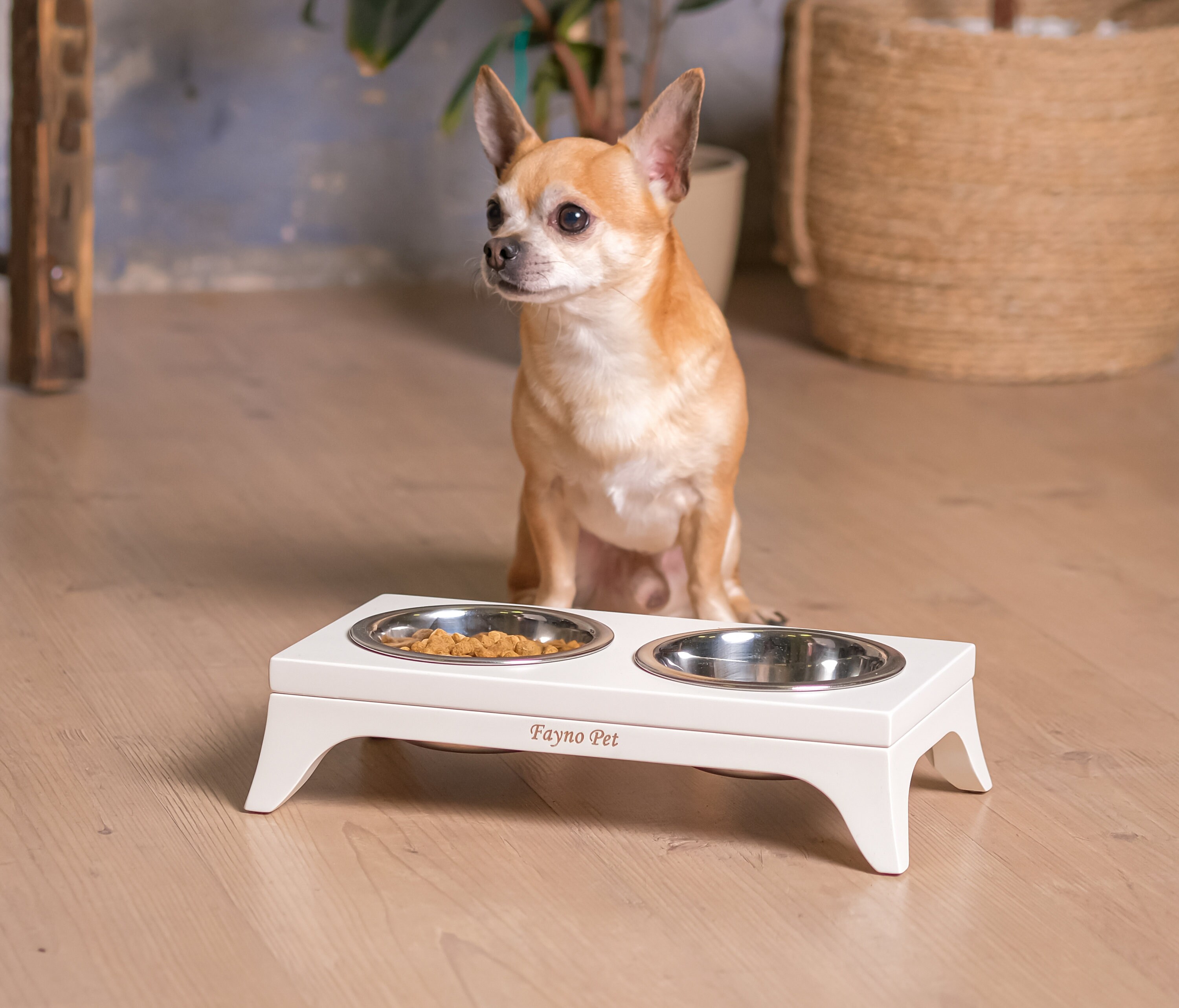 Are Raised Feeders Bad For Dogs