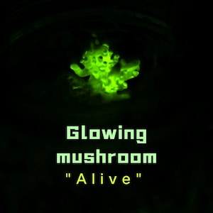 Glowing mushroom luminescence Panellus stipticus in the bottle "living mushroom"