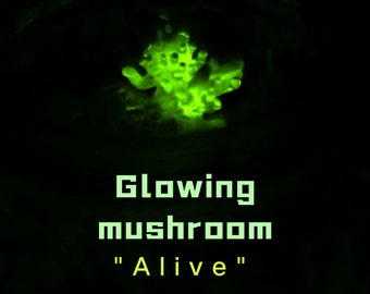 Glowing mushroom luminescence Panellus stipticus in the bottle "living mushroom"