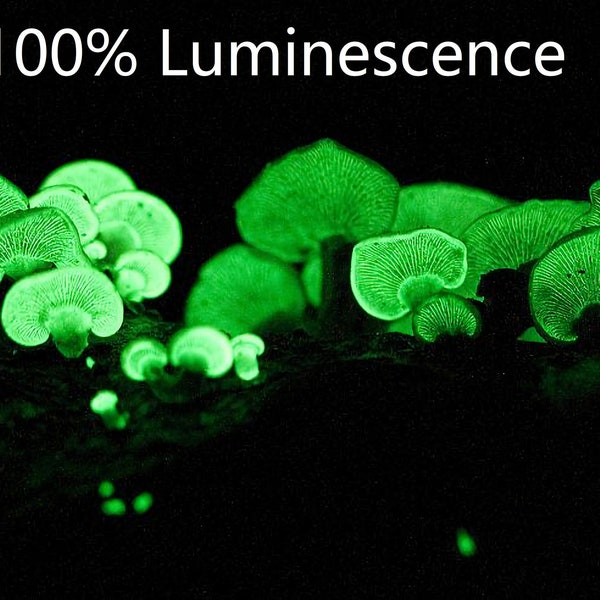 100% Luminescence Ghost Mushroom Bitter Oysters Panellus stipticus Glowing Mushroom Live culture Live mycelia on agar