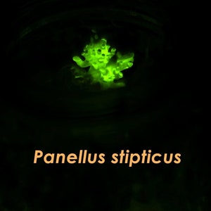 Puede incluir: Un hongo verde brillante, posiblemente bioluminiscente, sobre un fondo negro. El texto "Panellus stipticus" aparece en naranja, identificando la especie. La imagen es oscura y misteriosa.