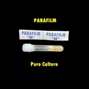 May include: A clear glass test tube with a yellow liquid inside, sealed with a white cap. The test tube is labeled "Pure Culture" and is wrapped in two white strips of Parafilm "M" brand tape.