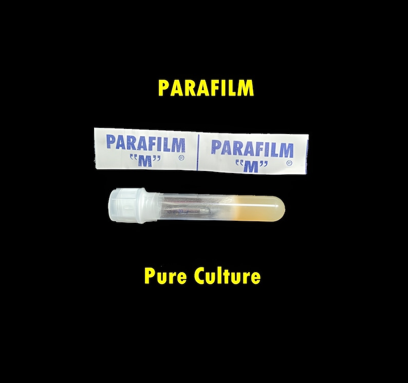 May include: A clear glass test tube with a yellow liquid inside, sealed with a white cap. The test tube is labeled "Pure Culture" and is wrapped in two white strips of Parafilm "M" brand tape.