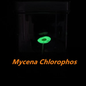 May include: A close-up of a glowing green Mycena Chlorophos mushroom in a glass jar. The mushroom is bioluminescent and emits a soft green light.
