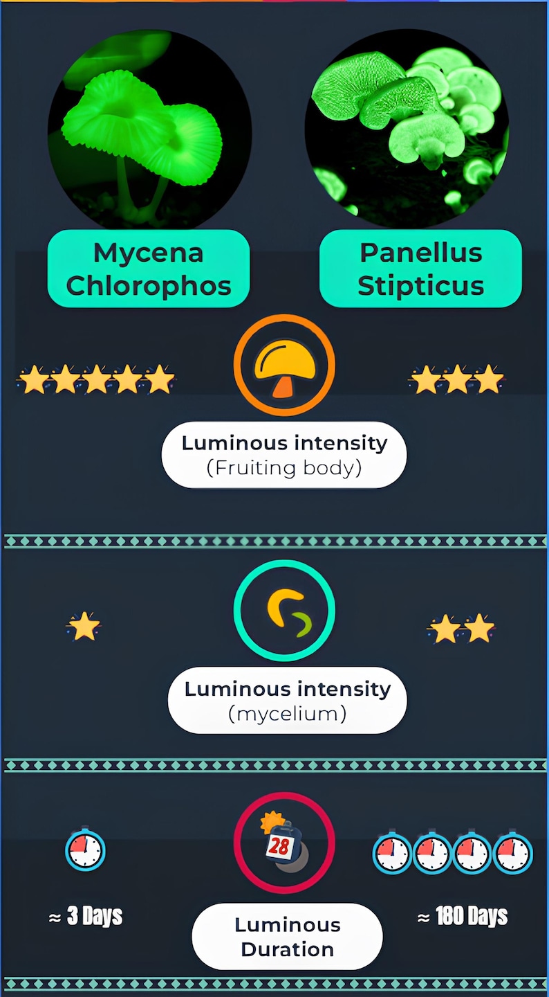 May include: A comparison chart of two types of bioluminescent mushrooms, Mycena Chlorophos and Panellus Stipticus. The chart shows the luminous intensity of the fruiting body and mycelium, as well as the duration of the bioluminescence.
