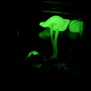May include: A close-up of a glowing green mushroom in a dark environment. The mushroom has a white stem and a cap with a ribbed texture.