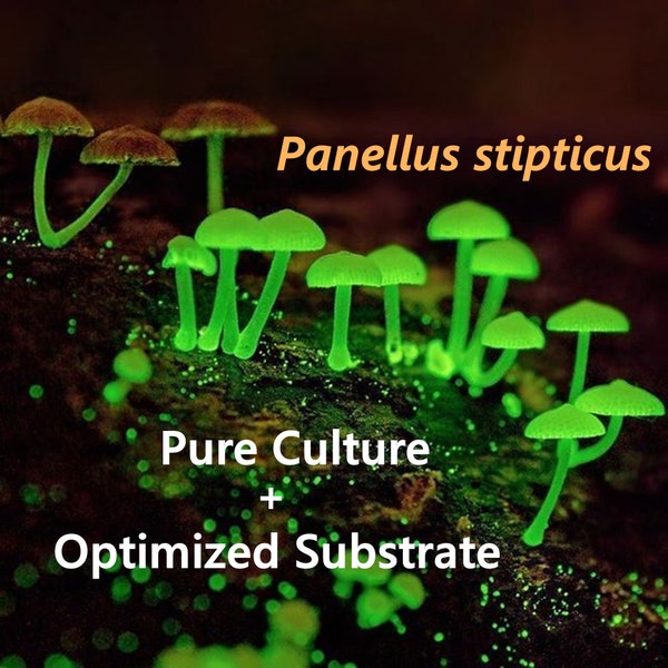 Panellus stipticus Glowing Mushroom Live Culture Live Mycelia on Agar + Optimized Substrate