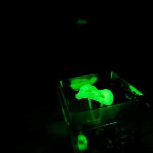 May include: A glowing green mushroom in a clear glass cube. The mushroom is illuminated from below, casting a soft green glow.