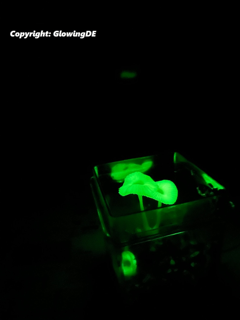 May include: A glowing green mushroom in a clear glass cube. The mushroom is illuminated from below, casting a soft green glow.