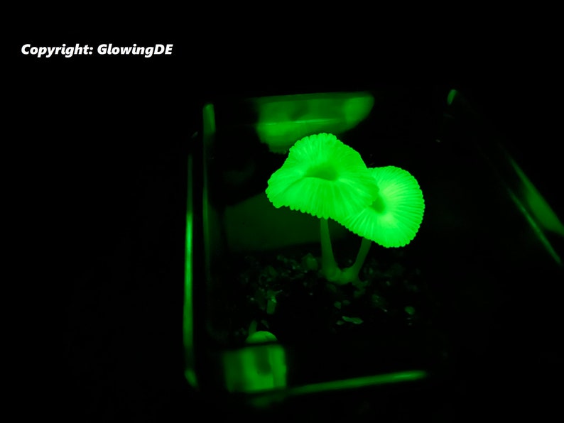 May include: Two glowing green mushrooms in a dark container. The mushrooms have white stems and are illuminated from below.