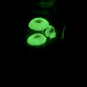 May include: Three glowing green mushrooms in the dark. The mushrooms are bioluminescent and have a white stem.