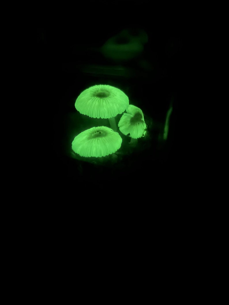 May include: Three glowing green mushrooms in the dark. The mushrooms are bioluminescent and have a white stem.