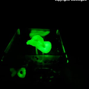 May include: A glowing green mushroom in a clear glass cube. The mushroom is illuminated from below, casting a soft green light.