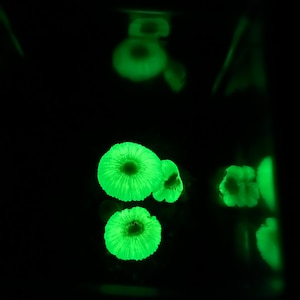 May include: Three glowing green mushrooms in a glass container. The mushrooms are bioluminescent and emit a soft green light.