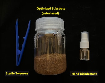 Spare parts set for the glow mushroom Panellus Stipticus