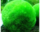 Moss balls, moss garden, live moss, moss ball, preserved moss, moss ball terrarium
