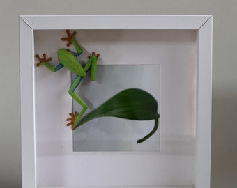 White lipped green tree frog in frame. Photograph of leaf.