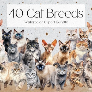 40 種類の猫の水彩画クリップアート、猫好きへのギフト、子猫のクリップアート、ペットのクリップアート、即時ダウンロード、商用利用