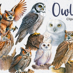 16 Clipart hibou, aquarelle hibou Clipart, clipart hibou mignon, oiseau Png, téléchargement immédiat, licence commerciale