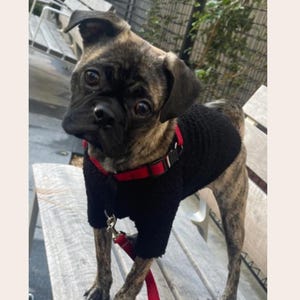 May include: A brindle pug mix dog wearing a black textured sweater and a red harness with a matching red leash. The dog has dark eyes and folded ears. The image includes a small square logo in the top right corner with the text BASIC PATTERN BLOCK.