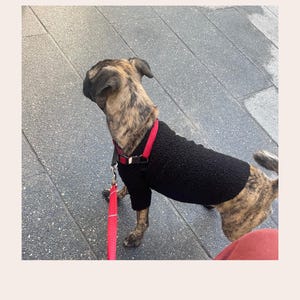 May include: A brindle dog wearing a black textured fleece sweater and a red harness with a matching red leash. The dog is viewed from the side, facing away from the camera. The text BASIC PATTERN BLOCK is visible in the top right corner.
