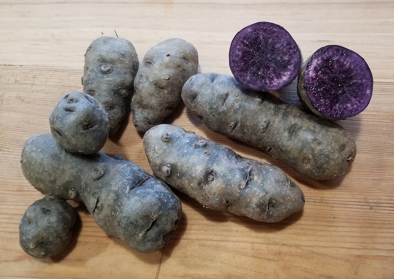 1 lb. Purple Peruvian Fingerling Seed Potatoes Etsy