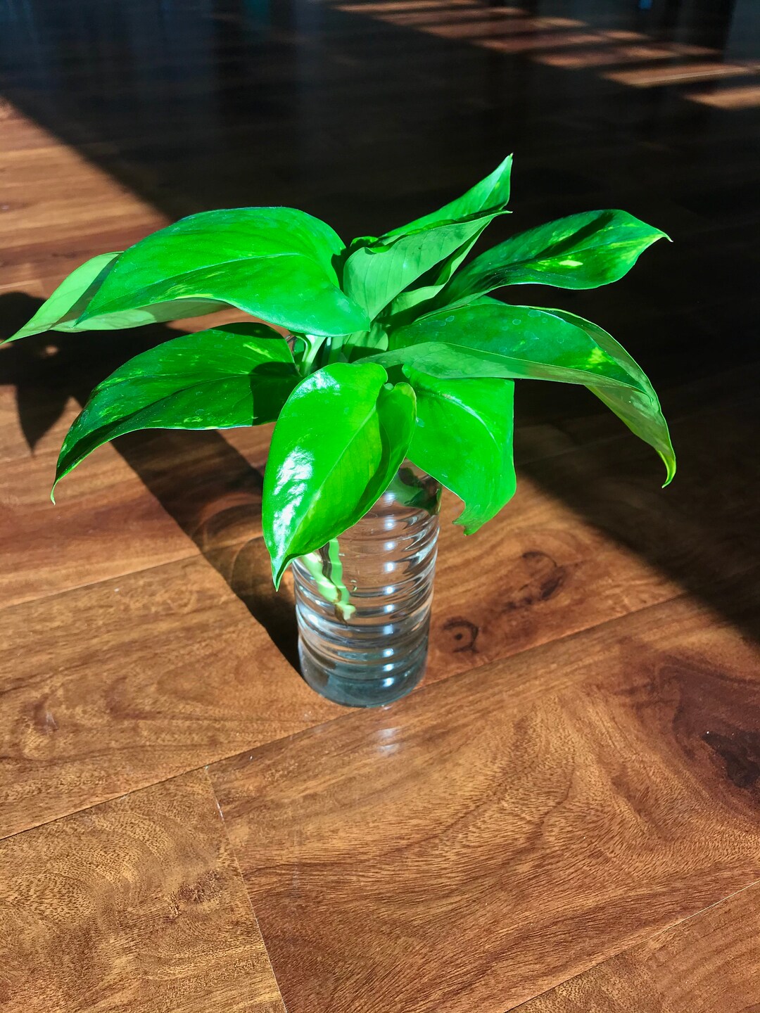 Fresh Pothos Cuttings Bundle - Etsy