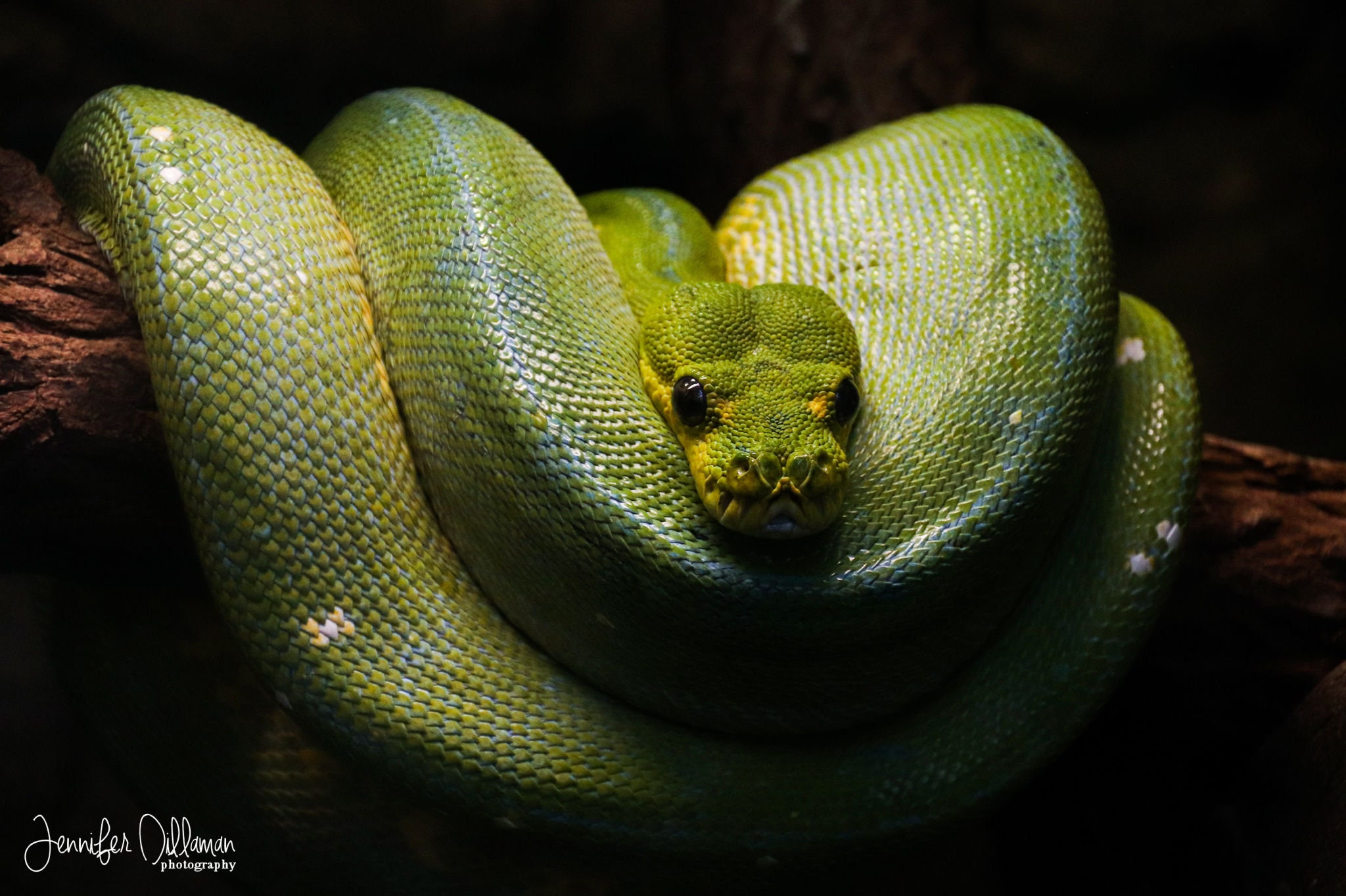 Green Tree Python Photography Custom Print and Canvas | Etsy