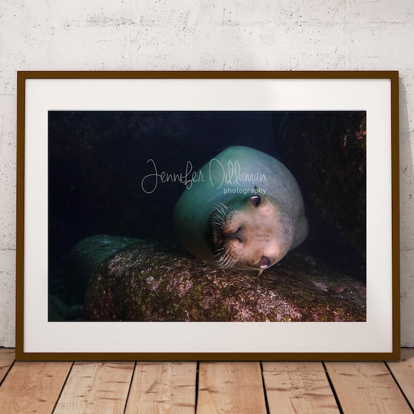 Curious Sea Lion Photograph, Custom Print or Canvas