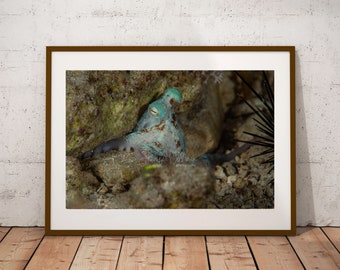 Peeking Octopus Photograph, Custom Print or Canvas
