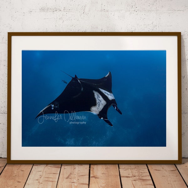 Giant Manta Swim Photograph Custom Print or Canvas