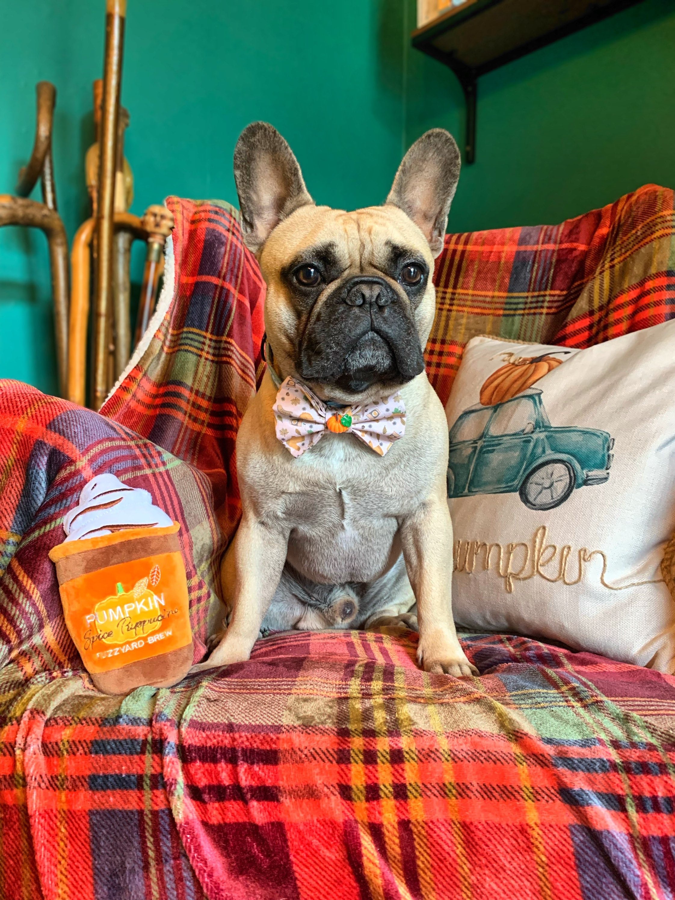 Kürbis Gewürz Haustier Schleife Fliege für Hunde Katzen Etsy