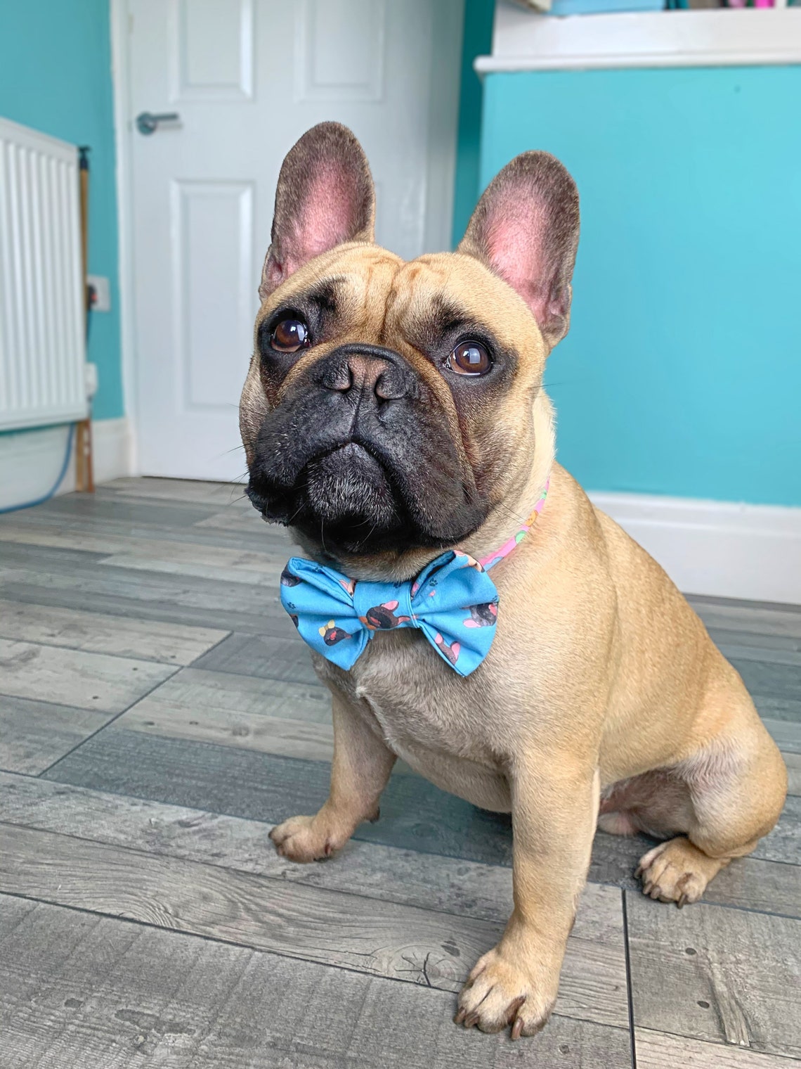 Frenchie Friends Pet Bow Tie Bow Tie for Dogs Bow Tie for Etsy
