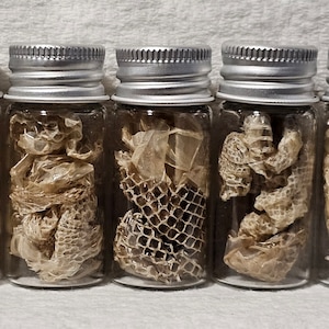 Real Boa Constrictor Snake Sheds Curiosity Jars Samhain Sabbat Ritual Offering Deity Offering Curio Jar 10ml Bottle
