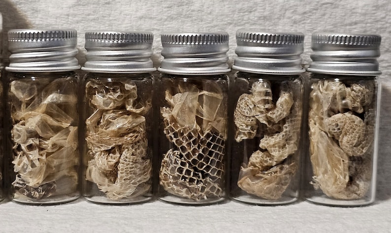 Real Boa Constrictor Snake Sheds Curiosity Jars Samhain Sabbat Ritual Offering Deity Offering Curio Jar 10ml Bottle