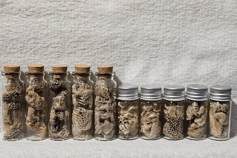 Real Boa Constrictor Snake Sheds Curiosity Jars Samhain Sabbat Ritual Offering Deity Offering Curio Jar image 4