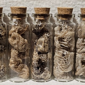 Real Boa Constrictor Snake Sheds Curiosity Jars Samhain Sabbat Ritual Offering Deity Offering Curio Jar 15ml Bottle w/ Cork