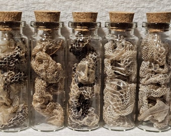 Real Boa Constrictor Snake Sheds Curiosity Jars Samhain Sabbat Ritual Offering Deity Offering Curio Jar