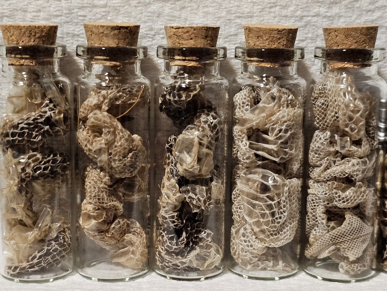 Real Boa Constrictor Snake Sheds Curiosity Jars Samhain Sabbat Ritual Offering Deity Offering Curio Jar 15ml Bottle w/ Cork