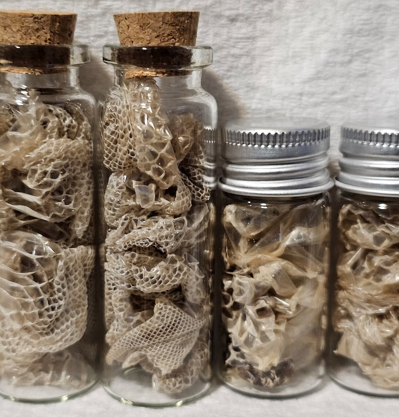 Real Boa Constrictor Snake Sheds Curiosity Jars Samhain Sabbat Ritual Offering Deity Offering Curio Jar image 3