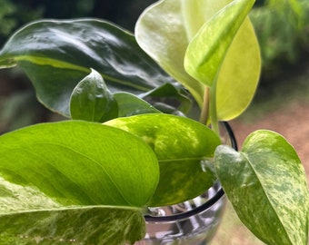 5 plant cuttings - Pothos & Philodendron pack. Choose your own!