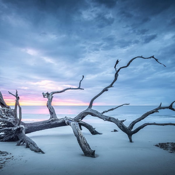 Driftwood Beach Photograph, beach print, sunrise photography,wall decor, canvas print, nature photography, golden isle photography,fine art