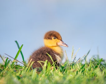 Baby Duck print,wildlife photograph, nature photograph,framed print,bird print,duckling photograph,fine art,duck photograph,duck portrait