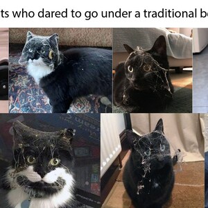May include: A collage of eight cats with various fur colours including black, white, and tortoiseshell, each covered in cobwebs and dust after exploring under furniture. The text "Cats who dared to go under a traditional bed" appears at the top.