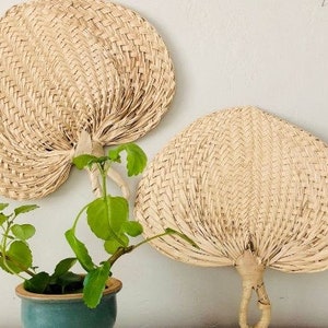 May include: Two large, woven, beige fans are hanging on a white wall. A small green plant is in a blue pot in the foreground.