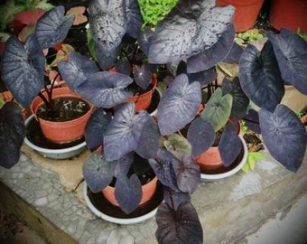 3 Plant Alocasia Infernalis black Nice Healthy Free Phytosanitary CertificateDHL 
