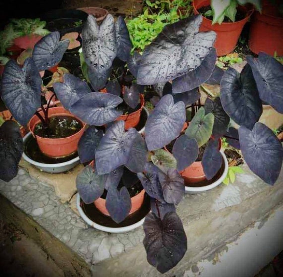 Details about   Buy 2 get 1 free Alocasia infernalis black indo RARE plants Free Phytosanitary 