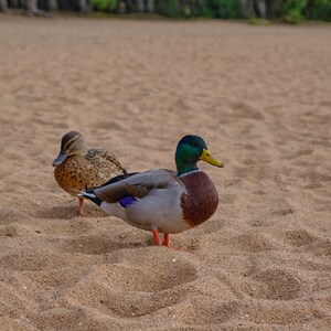 Può includere: Due anatre su una spiaggia sabbiosa. Un maschio di germano reale con testa verde, becco giallo e petto marrone, vicino a una femmina con piume maculate marroni e beige. Alberi sullo sfondo.